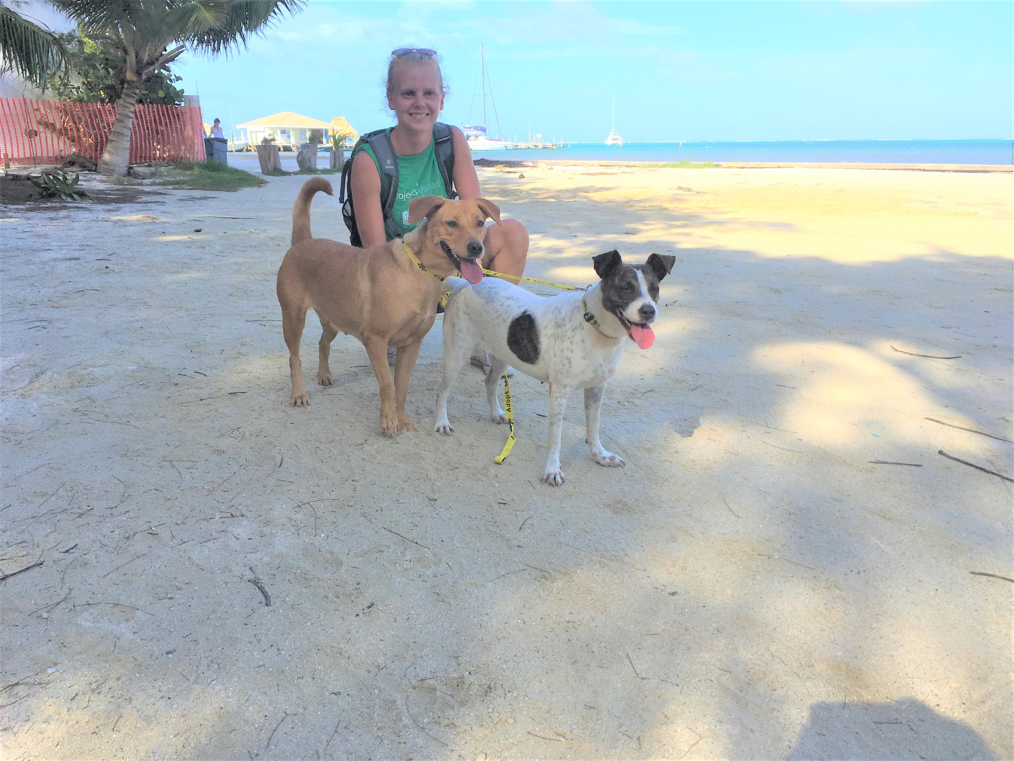 Projects Abroad volunteer poses for a photo on the beach with dogs as she volunteers with animals in Belize A volunteer with animals in Belize poses for a photo with the dogs on the beach